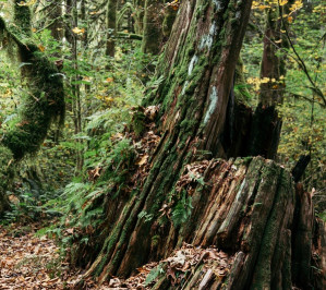 Ethnobotany @ Cheakamus