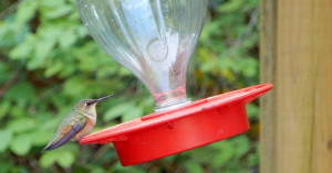 Hummingbird at Cheakamus Centre