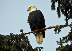 Sp’ákw’us, the bald eagle 