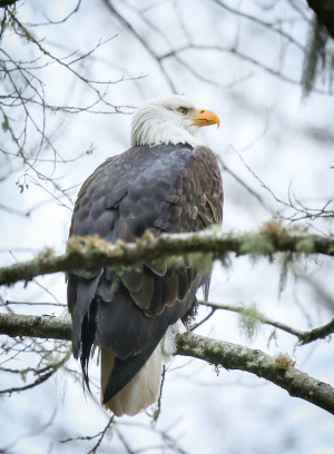 Photo credit: Friend of Cheakamus, Masumi Kikuchi